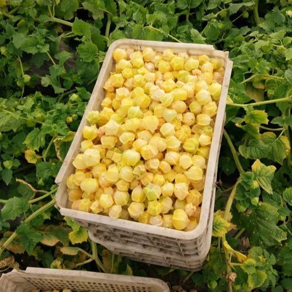 Fokföldi egres magvak - krémes lámpás gyümölcs-Clara Rosan