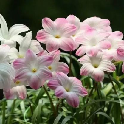 Esőorchidea hagymák – A következő eső után virágzik-Clara Rosan