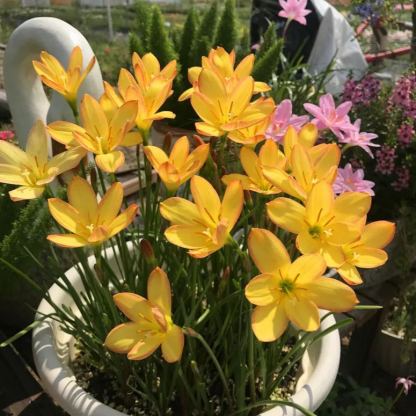 Esőorchidea hagymák – A következő eső után virágzik-Clara Rosan