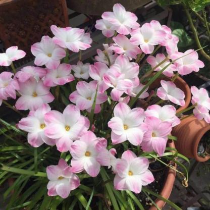 Esőorchidea hagymák – A következő eső után virágzik-Clara Rosan