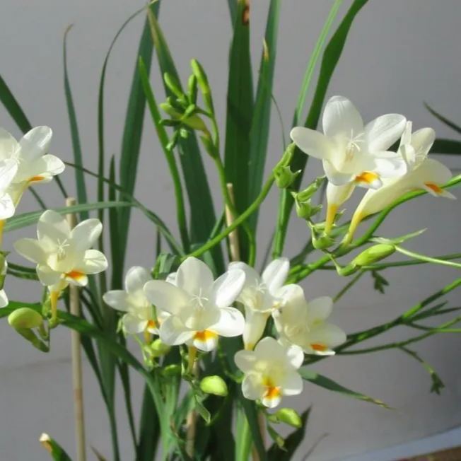 🌼Illatos Freesia Hagymák – Szín és Illat Robbanása Minden Virágban-Clara Rosan
