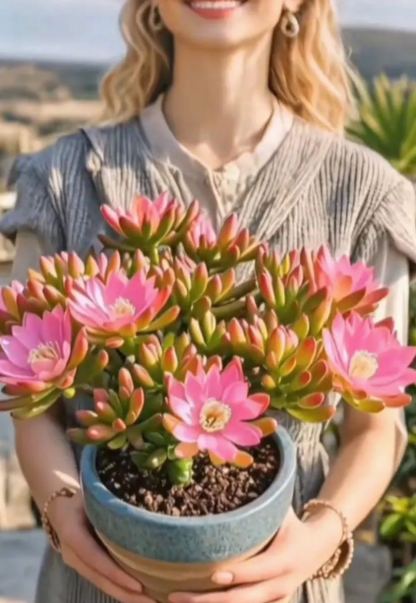 Lila Hold Orchidea Hagymák - Szúnyogriasztó Orchidea-Clara Rosan