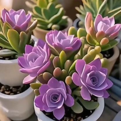 Lila Hold Orchidea Hagymák - Szúnyogriasztó Orchidea-Clara Rosan