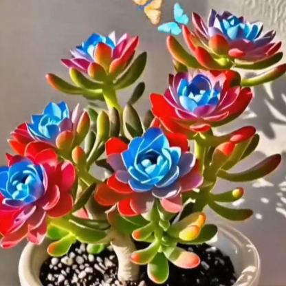 Lila Hold Orchidea Hagymák - Szúnyogriasztó Orchidea-Clara Rosan