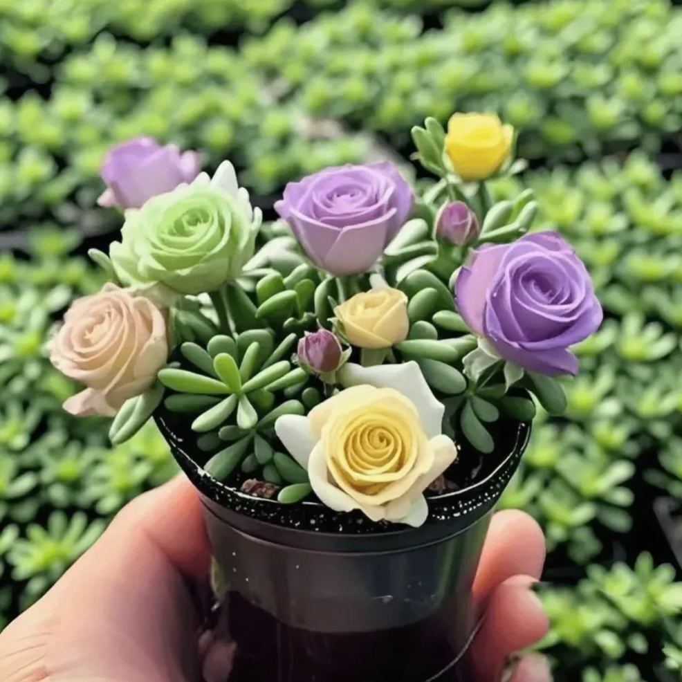 MIX🪴Kétszirmú Rózsa Orchidea Hagymák - Fagyálló és illatos-Clara Rosan