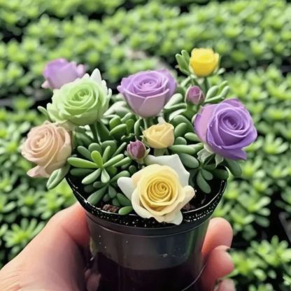 MIX🪴Kétszirmú Rózsa Orchidea Hagymák - Fagyálló és illatos-Clara Rosan