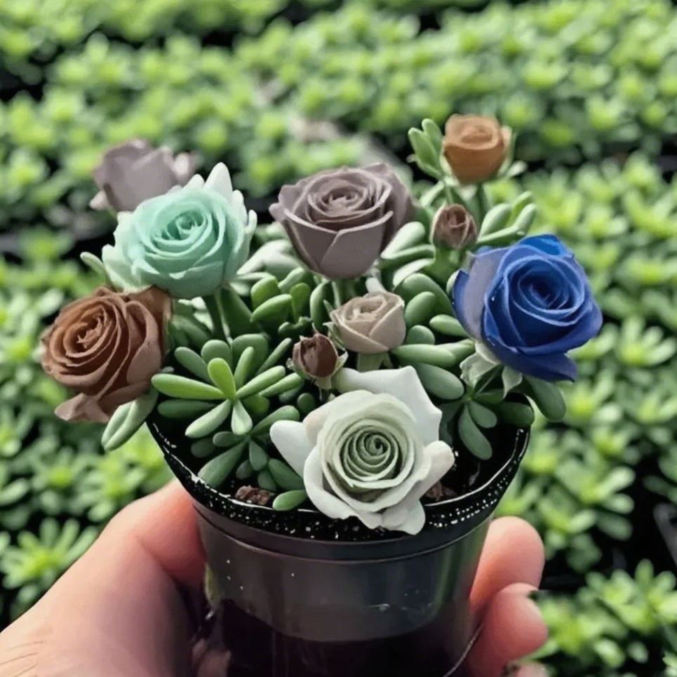 MIX🪴Kétszirmú Rózsa Orchidea Hagymák - Fagyálló és illatos-Clara Rosan