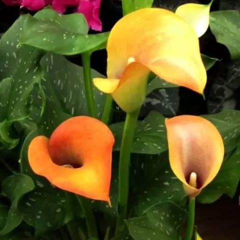 Calla Lily izzók – A varázslatos virág, amely sosem csalódik-Clara Rosan