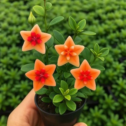 ⭐ Hoya izzók – Exotikus szépség, amely beltéren és kültéren is tartós ⭐-Clara Rosan