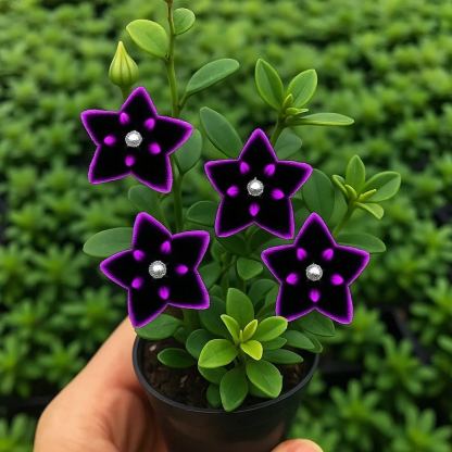 ⭐ Hoya izzók – Exotikus szépség, amely beltéren és kültéren is tartós ⭐-Clara Rosan