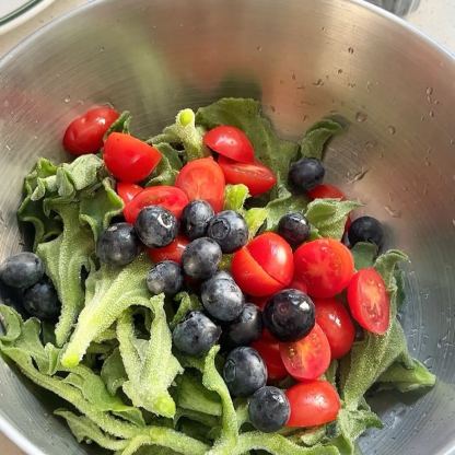 Kristály jég növény magok-Clara Rosan