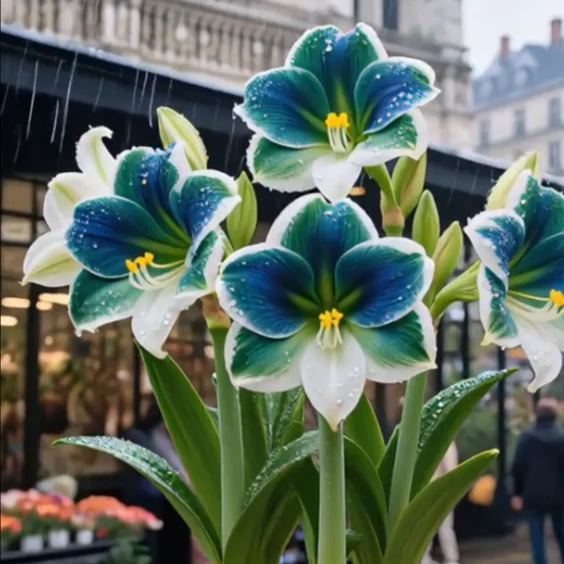 Kétpettyes Parfüm Amaryllis Hagymák - Óriási Virágok, A Tél Virága-Clara Rosan