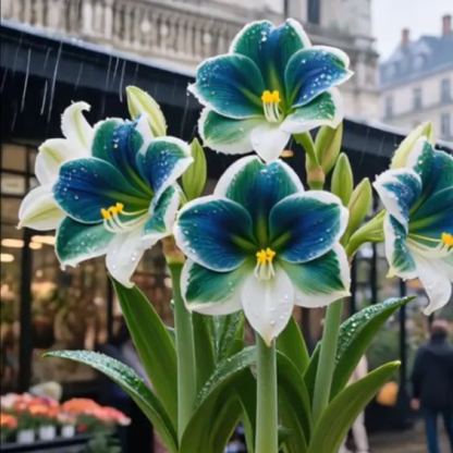 Kétpettyes Parfüm Amaryllis Hagymák - Óriási Virágok, A Tél Virága-Clara Rosan