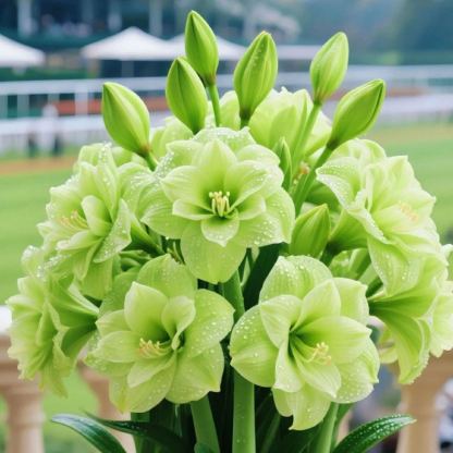 Kétpettyes Parfüm Amaryllis Hagymák - Óriási Virágok, A Tél Virága-Clara Rosan