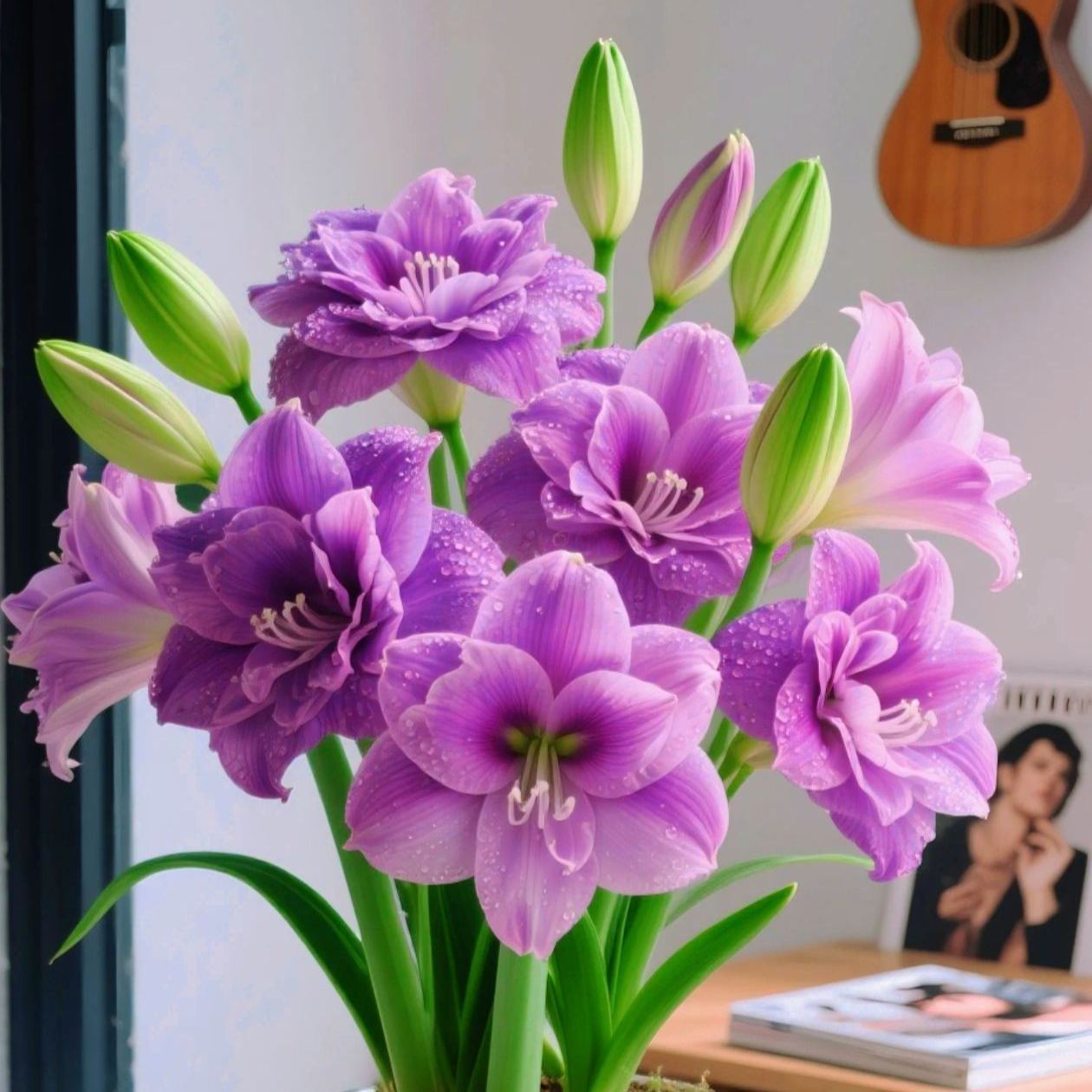 Kétpettyes Parfüm Amaryllis Hagymák - Óriási Virágok, A Tél Virága-Clara Rosan