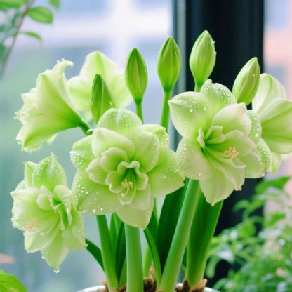 Kétpettyes Parfüm Amaryllis Hagymák - Óriási Virágok, A Tél Virága-Clara Rosan