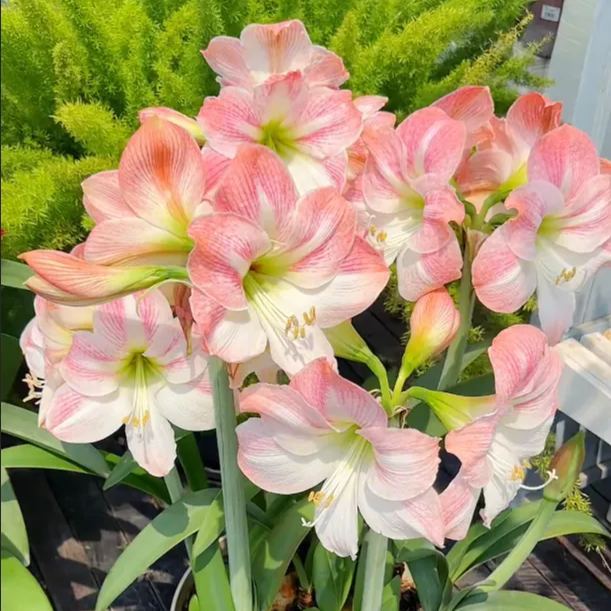 Kétpettyes Parfüm Amaryllis Hagymák - Óriási Virágok, A Tél Virága-Clara Rosan