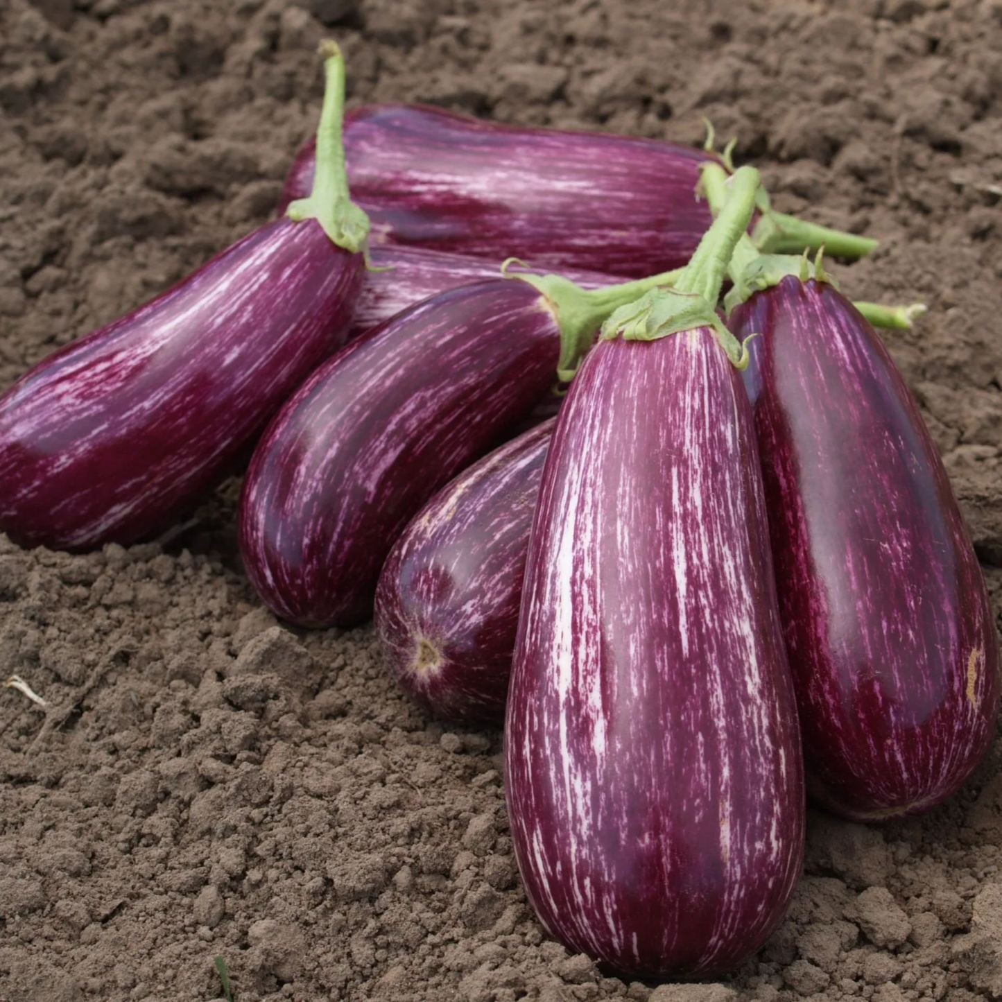 🍆 Nubia padlizsán zöldségmagok - Csíkos padlizsán-Clara Rosan