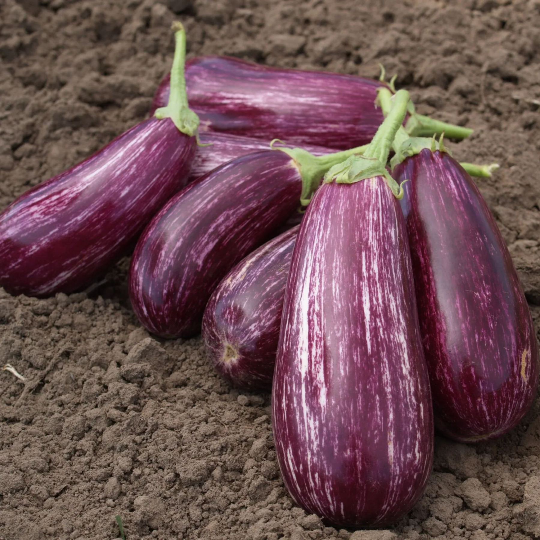 🍆 Nubia padlizsán zöldségmagok - Csíkos padlizsán-Clara Rosan