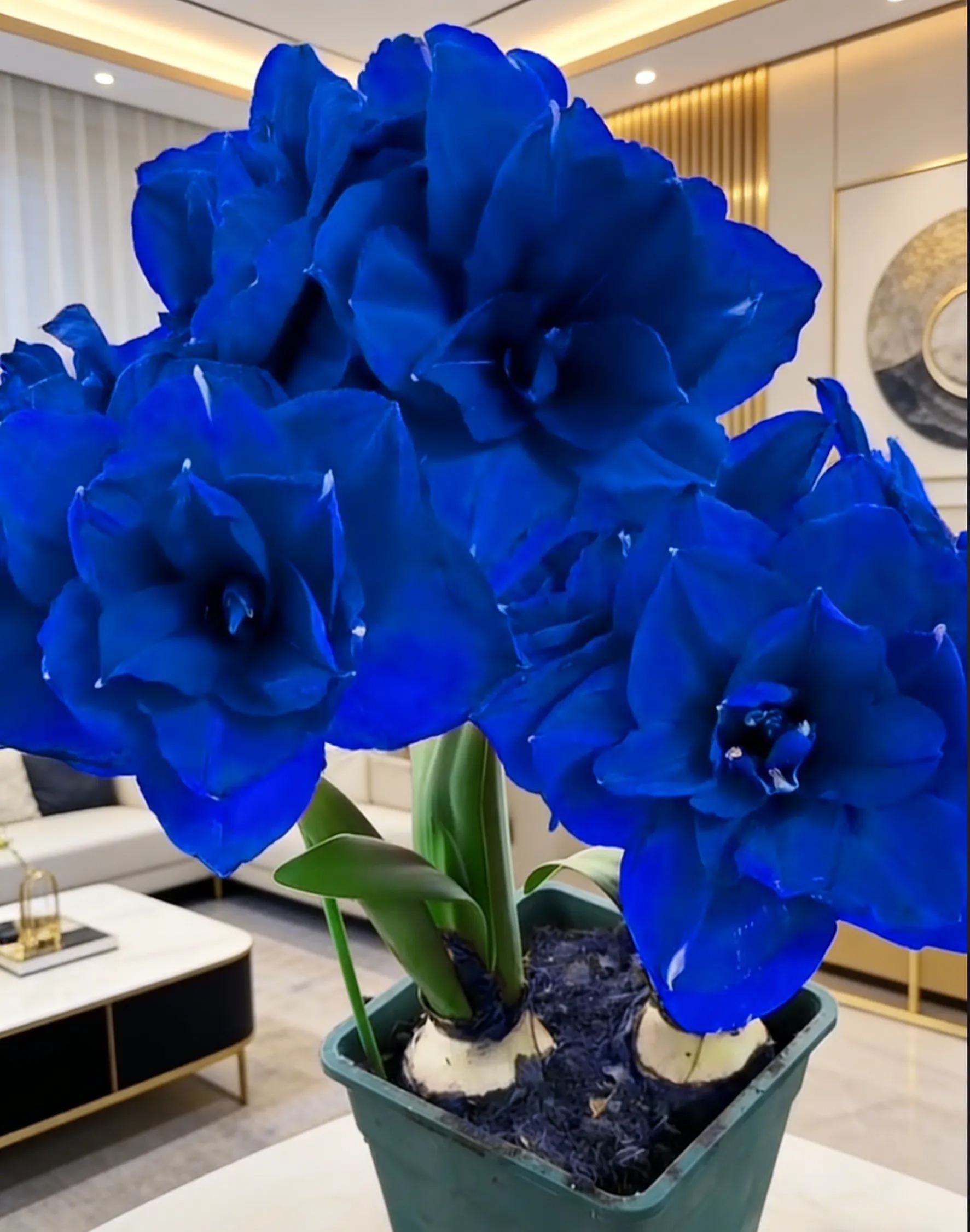 🌺Dupla szirmú illatos amarillisz hagymák-Clara Rosan