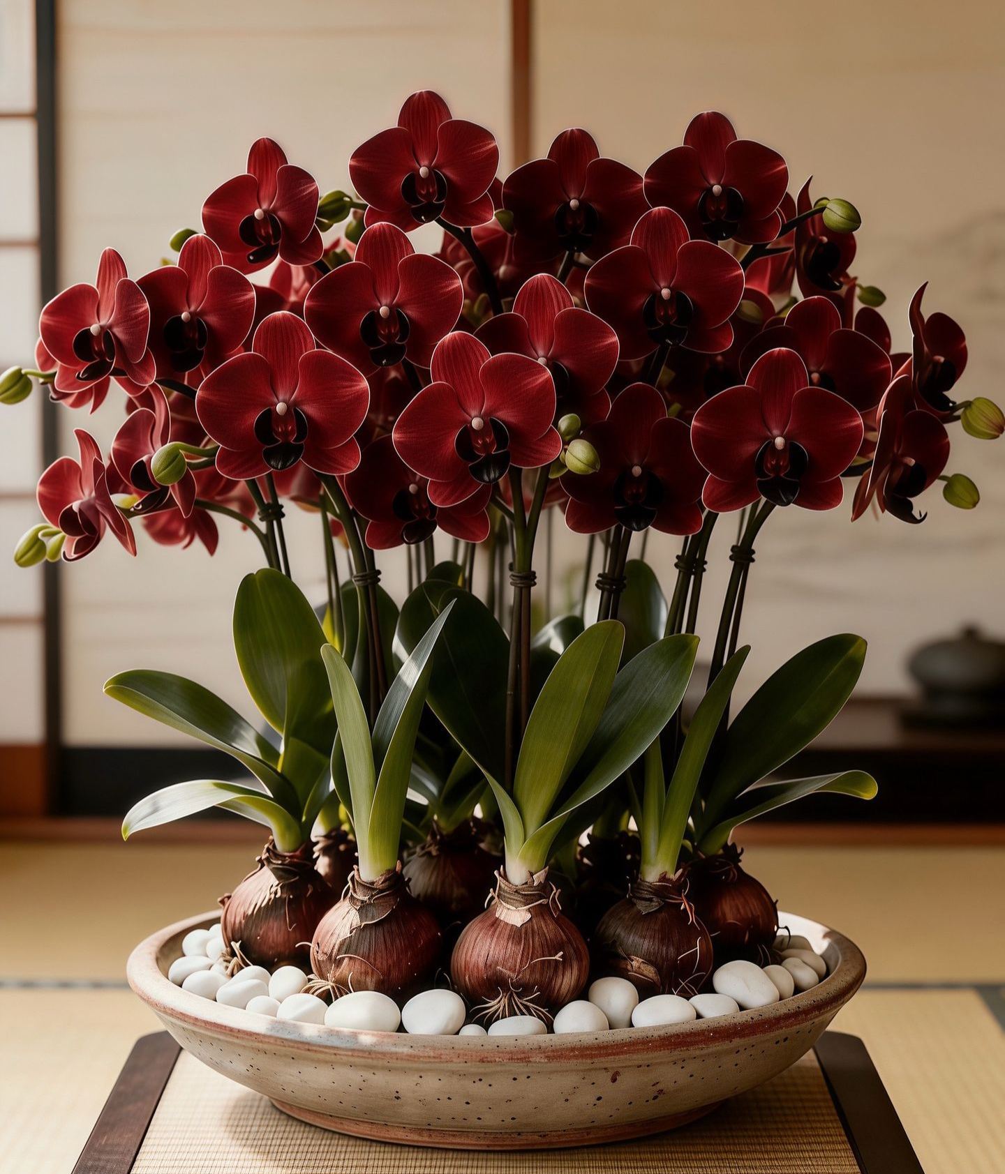 🦋Phalaenopsis orchidea hagymák-Clara Rosan