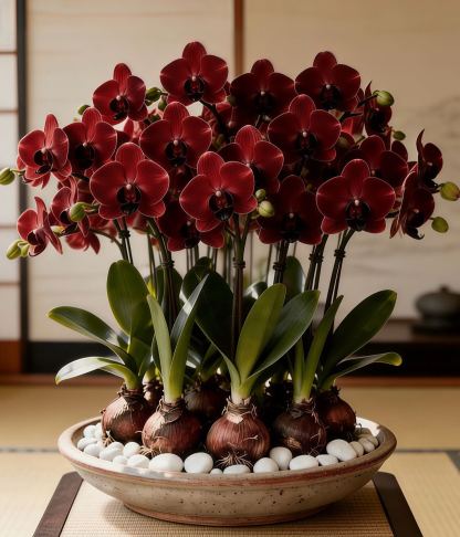 🦋Phalaenopsis orchidea hagymák-Clara Rosan