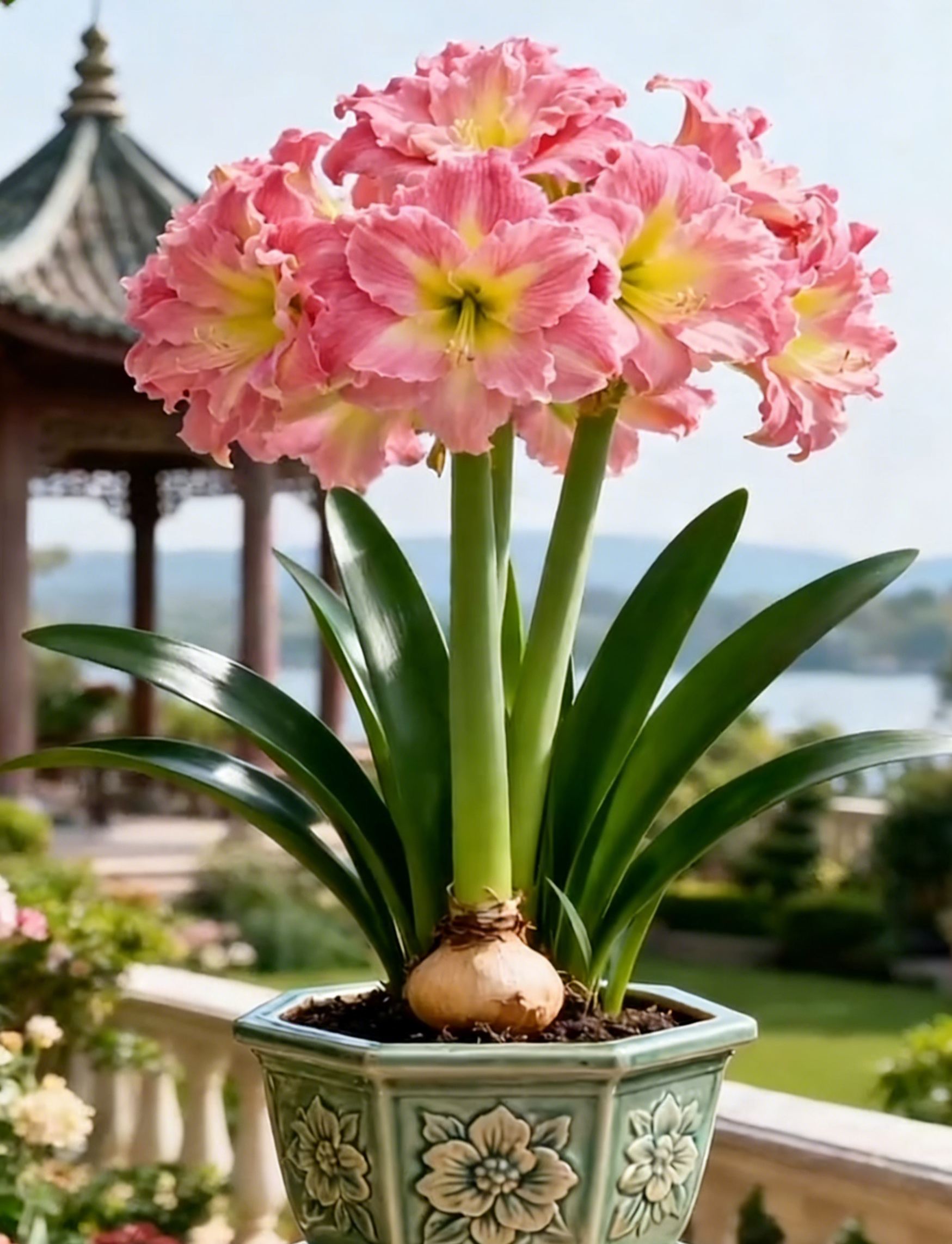 🌺 Kétszirmú Parfüm Amaryllis Hagymák Luxus virágok, gazdag illat—minden évszakot virágos bemutatóvá varázsol!-Clara Rosan
