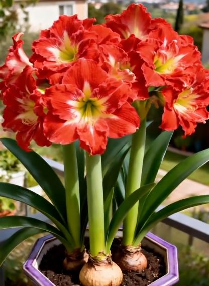 🌺 Kétszirmú Parfüm Amaryllis Hagymák Luxus virágok, gazdag illat—minden évszakot virágos bemutatóvá varázsol!-Clara Rosan