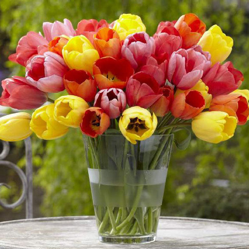 100 db Darwin hibrid tulipánmag keverék-Clara Rosan