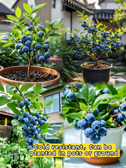 Bogyók Királya - Óriás Áfonya Gyümölcs Magok - Négy Évszak Növények-Clara Rosan