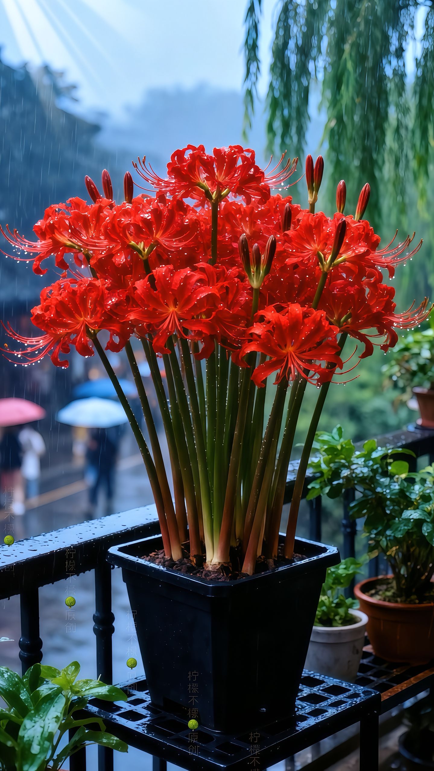 Többszínű pókliliom hagymák-Clara Rosan