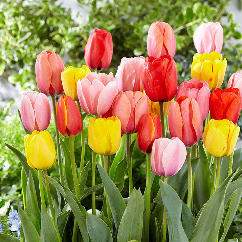 100 db Darwin hibrid tulipánmag keverék-Clara Rosan