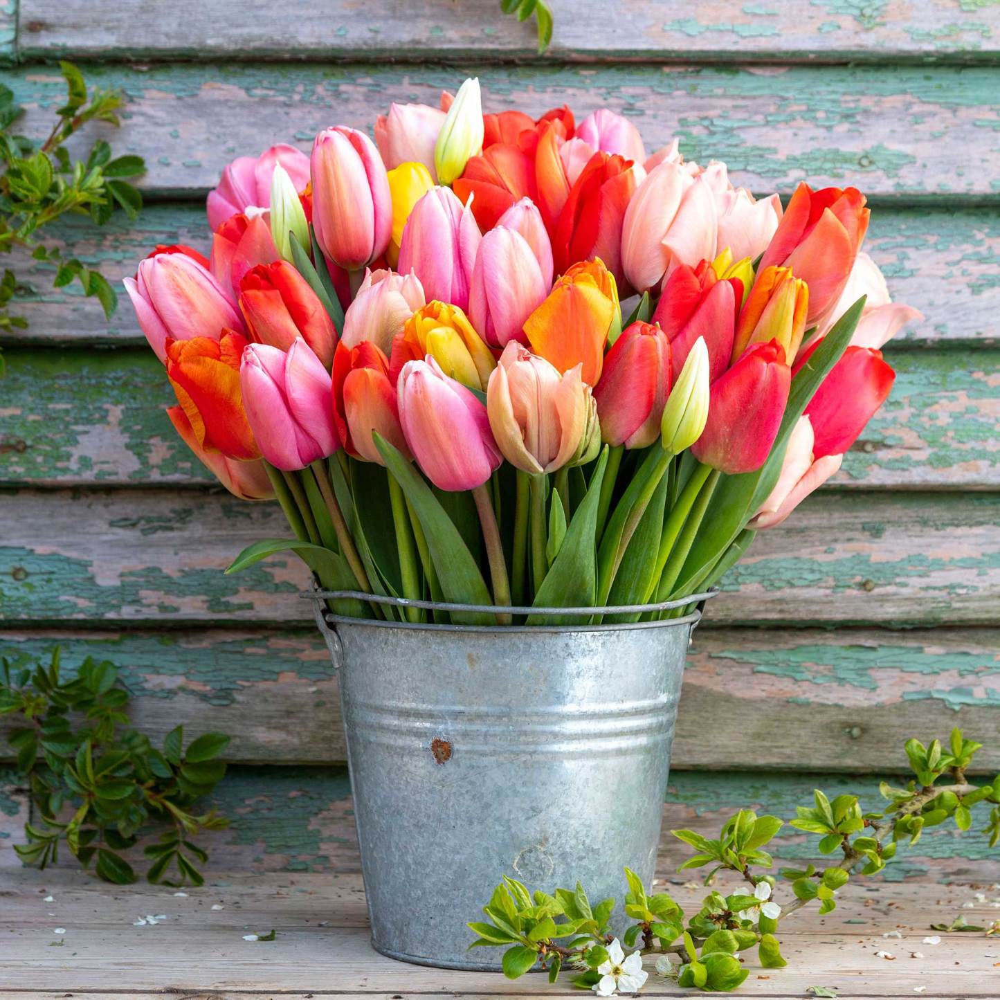 100 db Darwin hibrid tulipánmag keverék-Clara Rosan