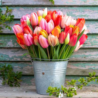 100 db Darwin hibrid tulipánmag keverék-Clara Rosan