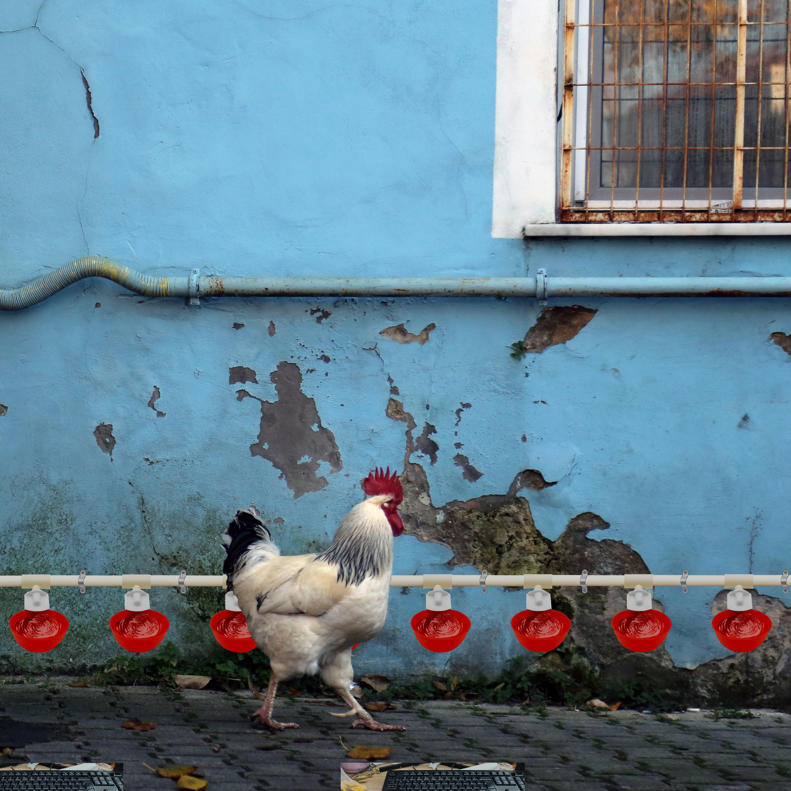 Automatic Chicken Waterer] Complete Set Automatic Chicken Nipple Waterer | Pipeline Cups And 1/2" PVC Tee Fittings Pipe Feeder Poultry Waterer Chicken Water Cup Chicken Waters Chicken Watering System