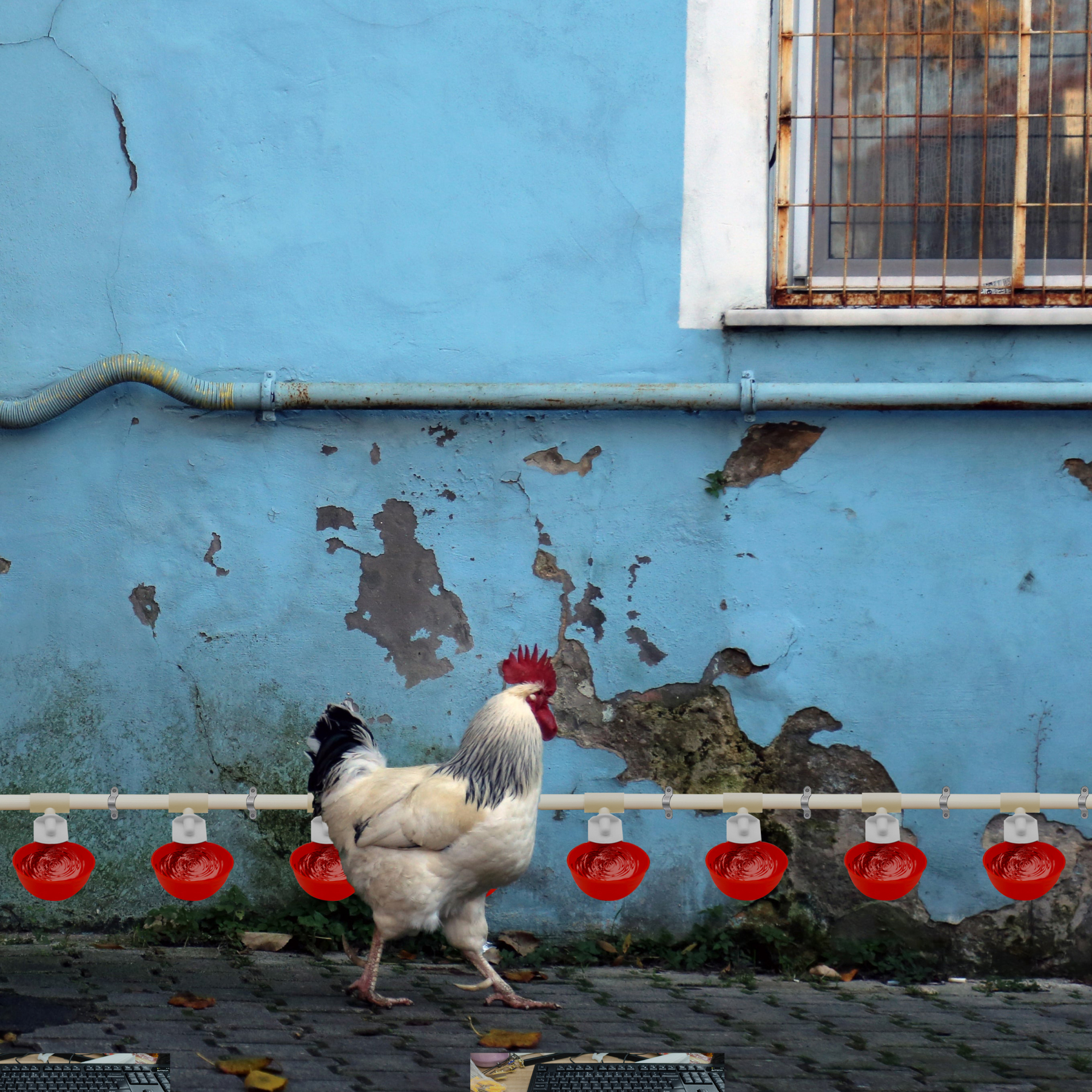 Automatic Chicken Waterer] Complete Set Automatic Chicken Nipple Waterer | Pipeline Cups And 1/2" PVC Tee Fittings Pipe Feeder Poultry Waterer Chicken Water Cup Chicken Waters Chicken Watering System