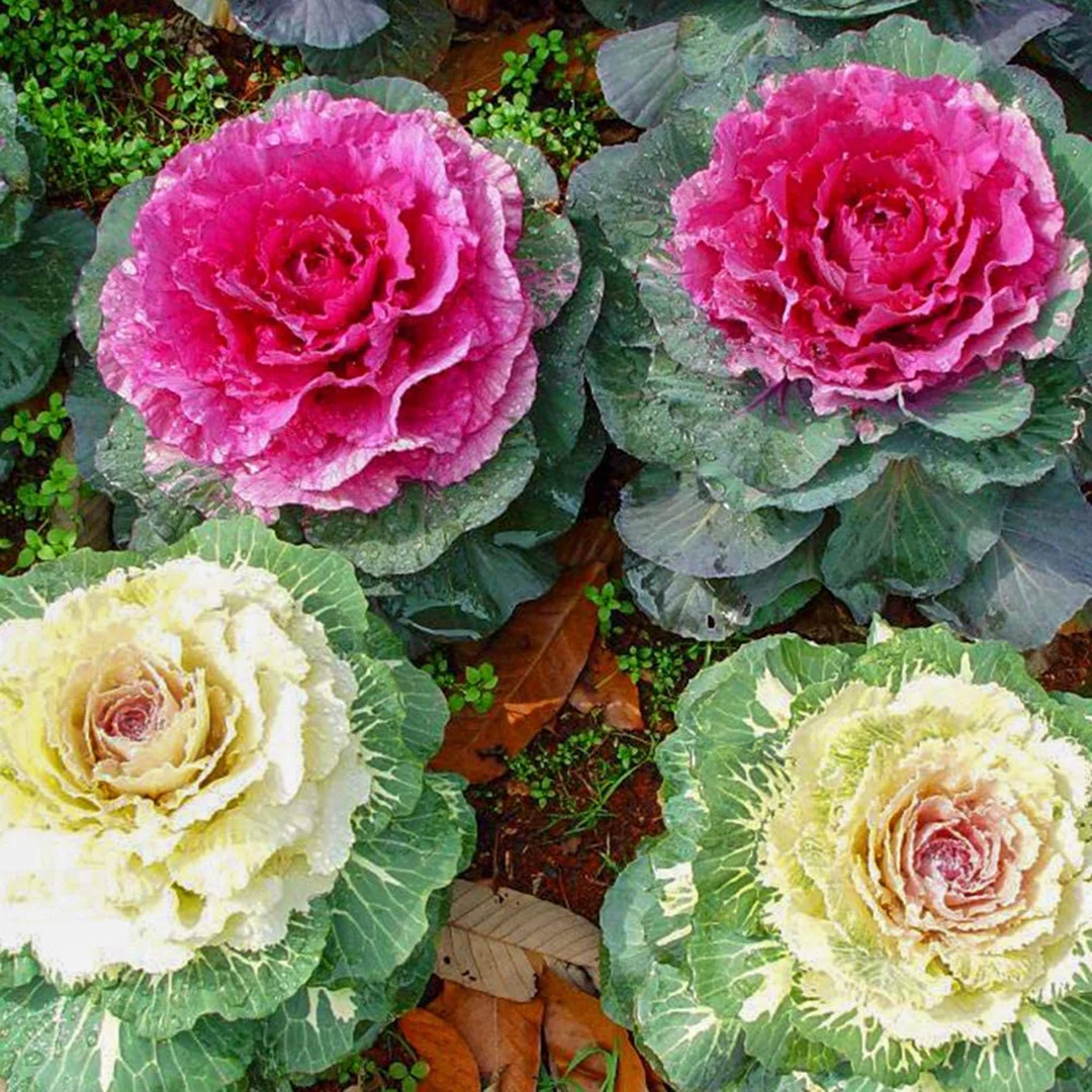 Ornamental Kale Seeds - Mix