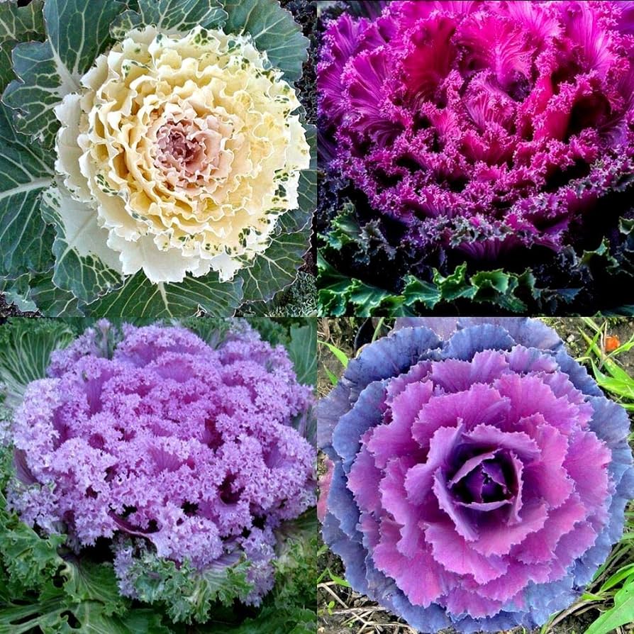 Ornamental Kale Seeds - Mix