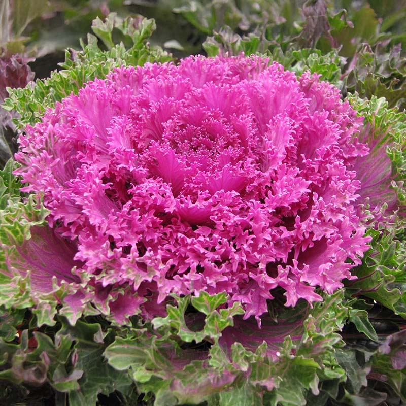 Ornamental Kale Seeds - Mix