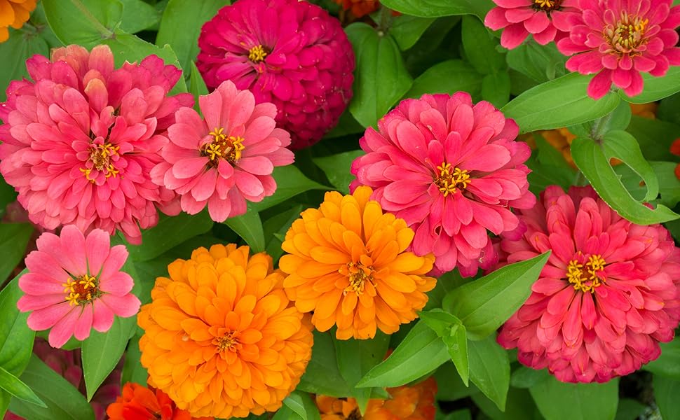 zinnia seeds for planting