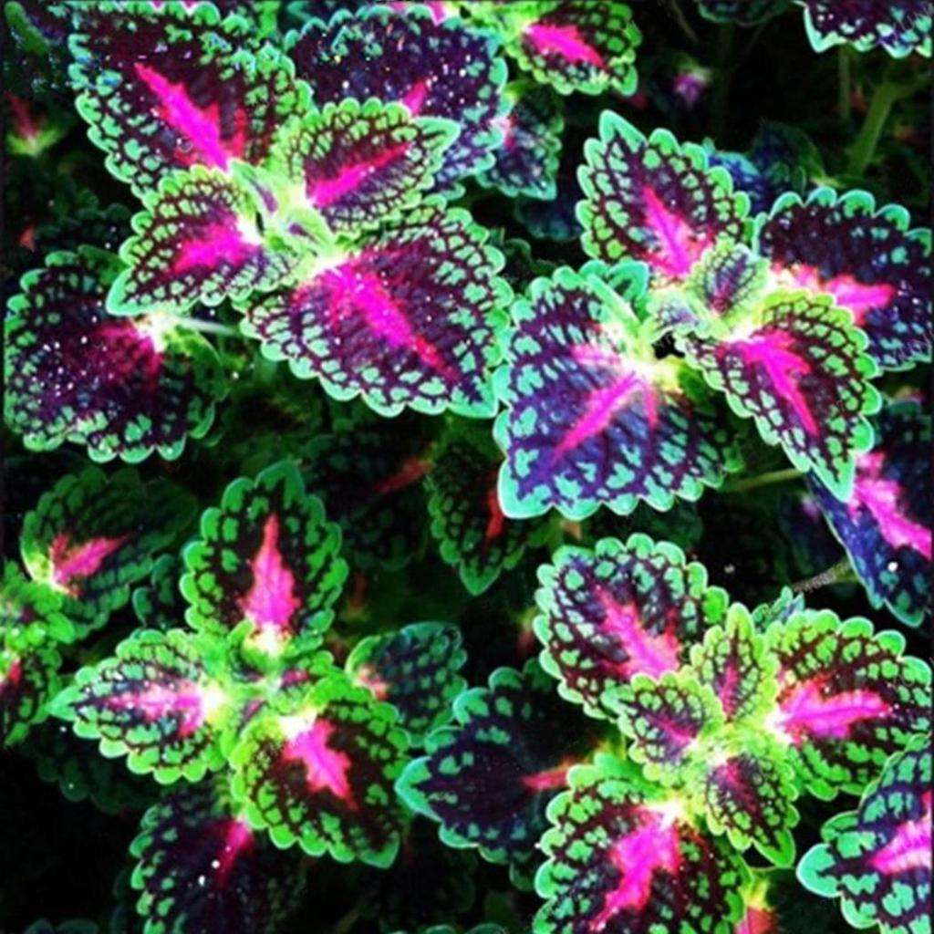 50 ks/bal Coleus Bonsai – listové okrasné rastliny Rainbow Dragon, semená do záhrady