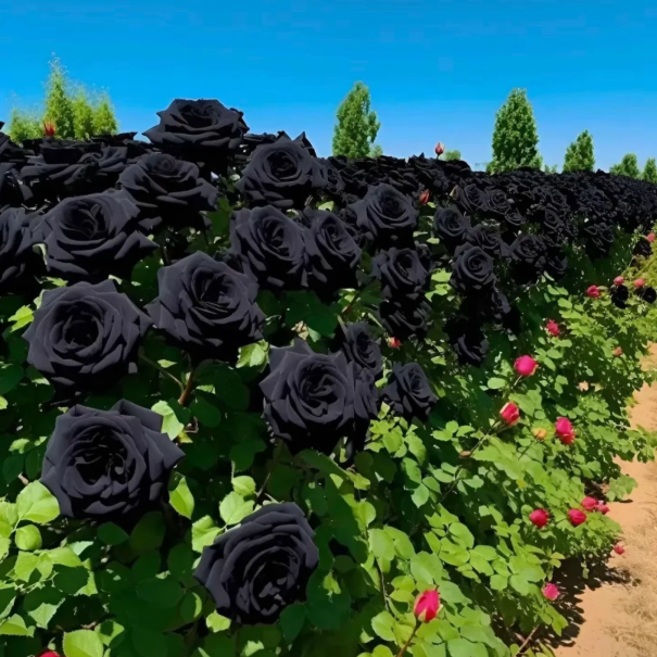 🔥 Posledný deň výpredaja! 🔥-🖤Semená vzácnej čiernej gotickej ruže🌹