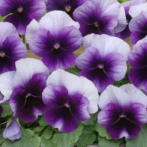 🔥🌱Zimná akcia – 50 % zľava iba na obmedzený čas🌸Krásna Sirôtka(Viola tricolor) – mrazuvzdorné kvetinové semená