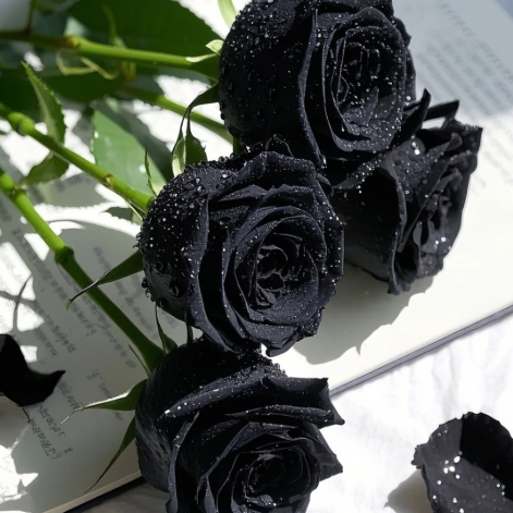 🔥 Posledný deň výpredaja! 🔥-🖤Semená vzácnej čiernej gotickej ruže🌹
