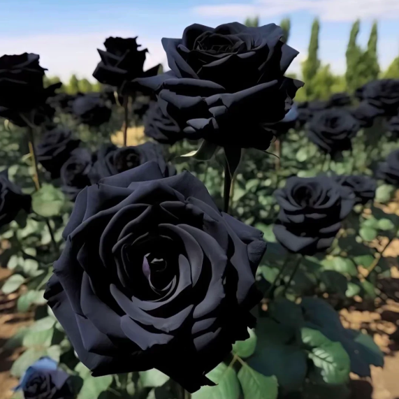 🔥 Posledný deň výpredaja! 🔥-🖤Semená vzácnej čiernej gotickej ruže🌹