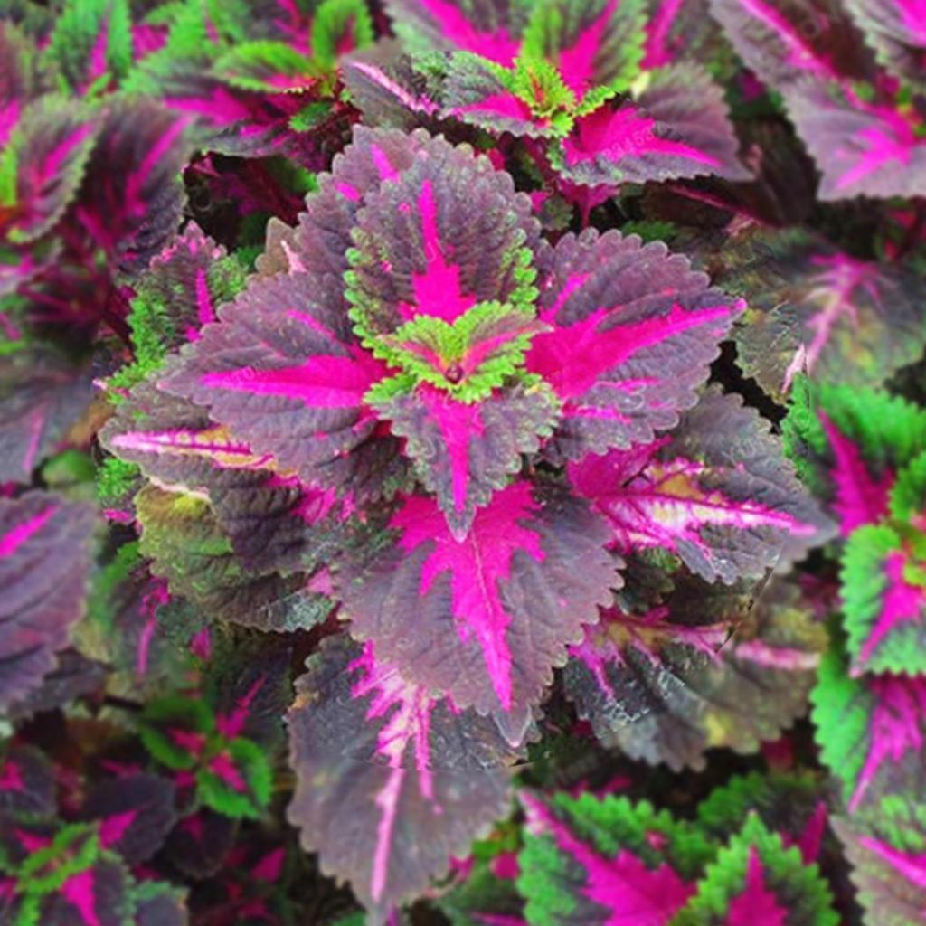 50 ks/bal Coleus Bonsai – listové okrasné rastliny Rainbow Dragon, semená do záhrady