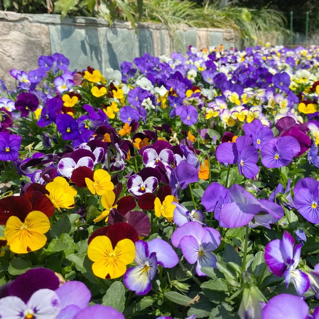 🔥🌱Zimná akcia – 50 % zľava iba na obmedzený čas🌸Krásna Sirôtka(Viola tricolor) – mrazuvzdorné kvetinové semená
