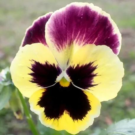🔥🌱Zimná akcia – 50 % zľava iba na obmedzený čas🌸Krásna Sirôtka(Viola tricolor) – mrazuvzdorné kvetinové semená