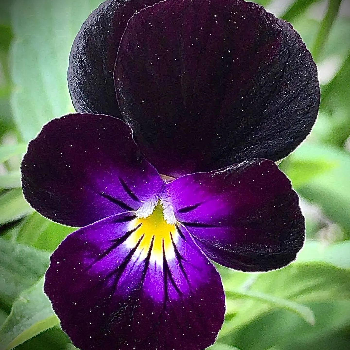 🔥🌱Zimná akcia – 50 % zľava iba na obmedzený čas🌸Krásna Sirôtka(Viola tricolor) – mrazuvzdorné kvetinové semená