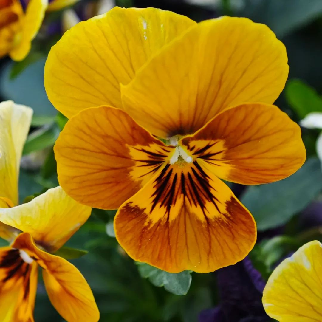 🔥🌱Zimná akcia – 50 % zľava iba na obmedzený čas🌸Krásna Sirôtka(Viola tricolor) – mrazuvzdorné kvetinové semená